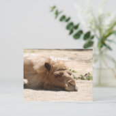 Carte Postale Koweït Camel (Debout devant)