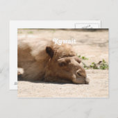Carte Postale Koweït Camel (Devant / Derrière)
