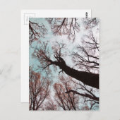 Carte Postale KRAFT der BÄUME (Devant / Derrière)