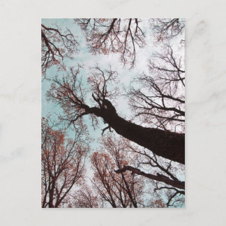 Carte Postale KRAFT der BÄUME