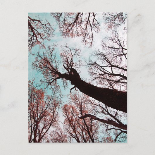 Carte Postale KRAFT der BÄUME (Devant)