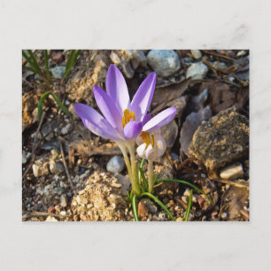 Carte Postale krocos fleur de printemps nature