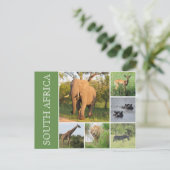 Carte Postale kruger afrique du sud (Debout devant)