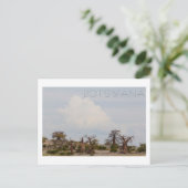 Carte Postale Kubu Island Baobab Tree Baobabs Botswana Scenery (Debout devant)