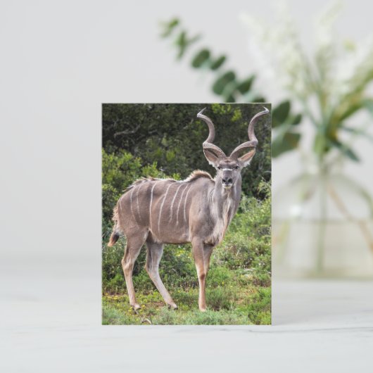 Carte Postale Kudu. (Debout devant)