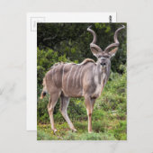Carte Postale Kudu. (Devant / Derrière)