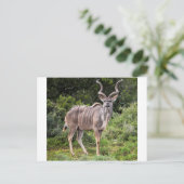Carte Postale Kudu. (Debout devant)
