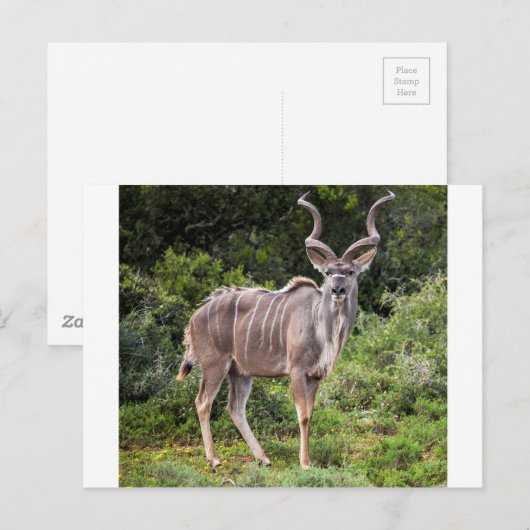Carte Postale Kudu. (Devant / Derrière)