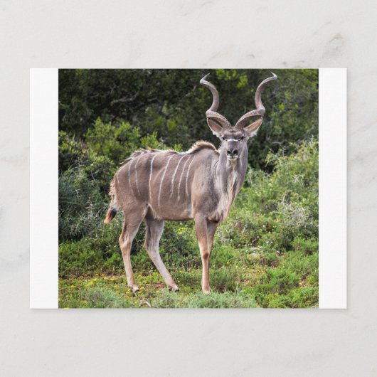 Carte Postale Kudu. (Devant)
