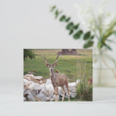 Carte Postale kudu-supérieur-6 (Debout devant)