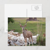 Carte Postale kudu-supérieur-6 (Devant / Derrière)