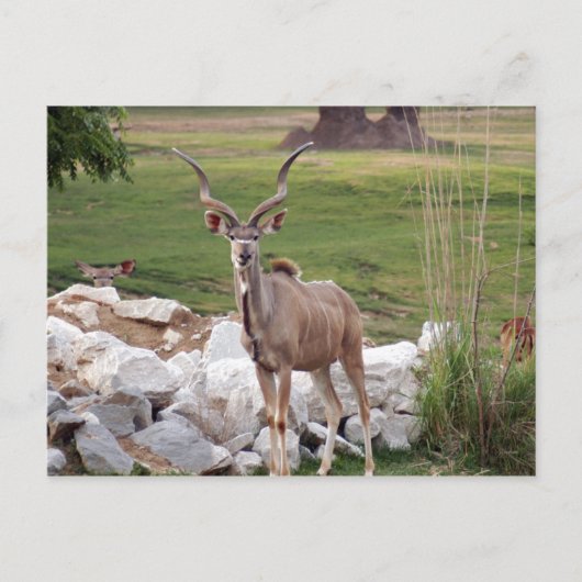 Carte Postale kudu-supérieur-6 (Devant)