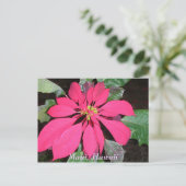 Carte Postale Kula Poinsettia (Debout devant)