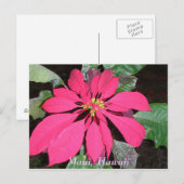 Carte Postale Kula Poinsettia (Devant / Derrière)