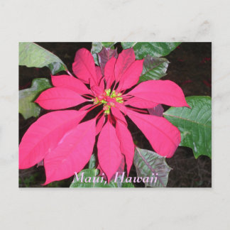 Carte Postale Kula Poinsettia