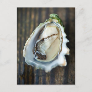 Carte postale Kumamoto Oyster