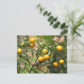 Carte Postale Kumquats doux (Debout devant)