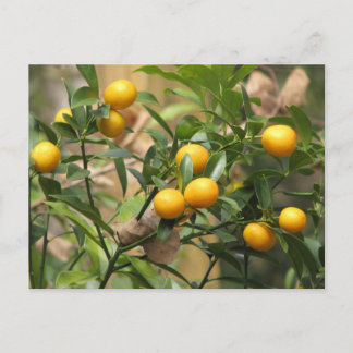 Carte Postale Kumquats doux