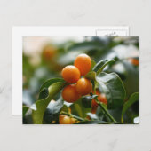 Carte Postale Kumquats sur Kumquat Tree Branch (Devant / Derrière)