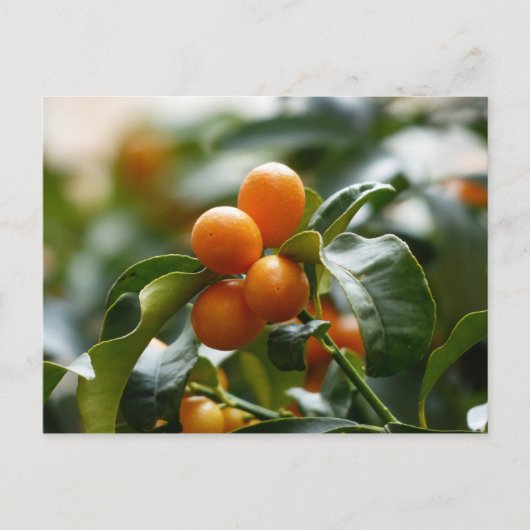 Carte Postale Kumquats sur Kumquat Tree Branch (Devant)