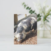 Carte Postale Kunekune Pig (Debout devant)
