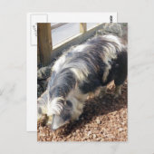 Carte Postale Kunekune Pig (Devant / Derrière)