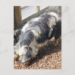 Carte Postale Kunekune Pig