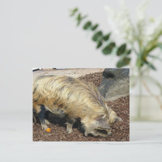 Carte Postale Kunekune Pig (Debout devant)