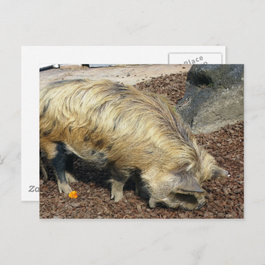 Carte Postale Kunekune Pig (Devant / Derrière)