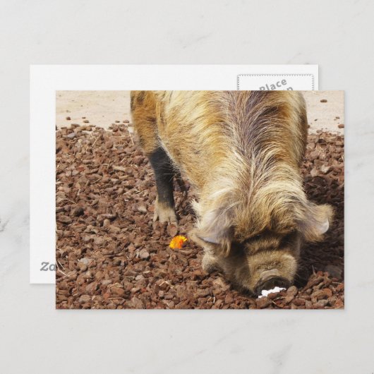 Carte Postale Kunekune Pig (Devant / Derrière)