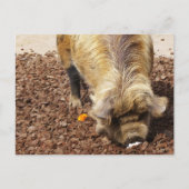 Carte Postale Kunekune Pig (Devant)
