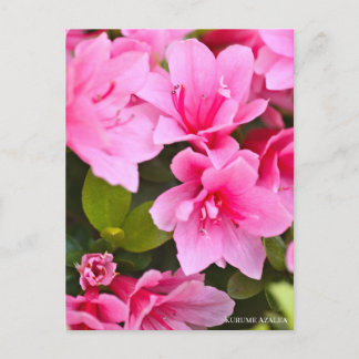 Carte Postale Kurume Azalea