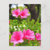 Carte Postale Kurume Azalea (Devant)