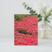 Carte Postale Kurume Azalea (Debout devant)