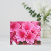Carte Postale Kurume Azalea (Debout devant)