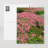 Carte Postale Kurume Azalea (Devant / Derrière)