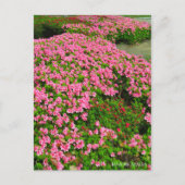 Carte Postale Kurume Azalea (Devant)