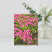 Carte Postale Kurume Azalea (Debout devant)