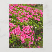 Carte Postale Kurume Azalea (Devant)