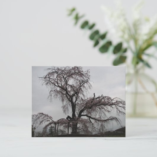 Carte Postale Kyoto Sakura Tree, Japon (Debout devant)