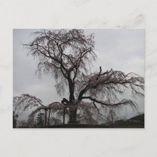 Carte Postale Kyoto Sakura Tree, Japon