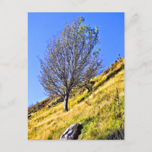 CARTE POSTALE L0NE TREE