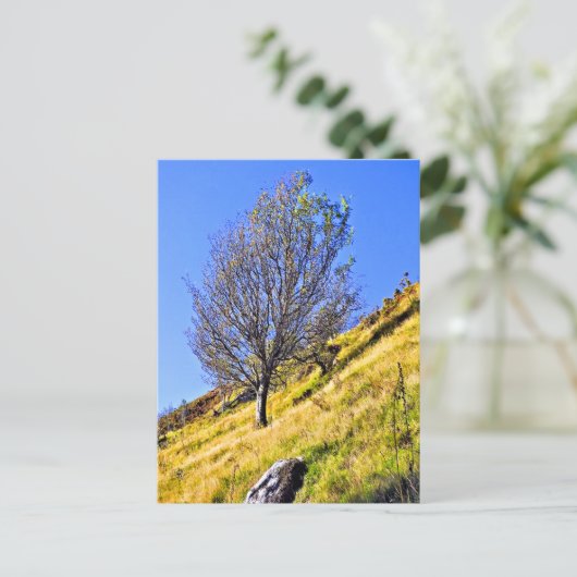 CARTE POSTALE L0NE TREE (Debout devant)