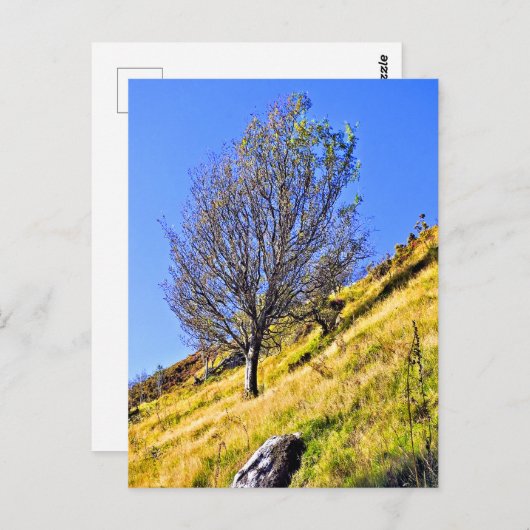 CARTE POSTALE L0NE TREE (Devant / Derrière)