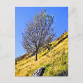 CARTE POSTALE L0NE TREE (Devant)