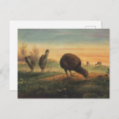 Carte Postale L’apteryx de Mantell par Joseph Wolf (Devant / Derrière)