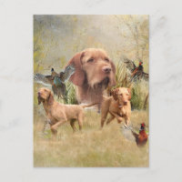 La À poils durs hongroise Vizsla