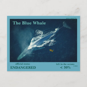 Carte Postale La baleine bleue est en voie de disparition  -