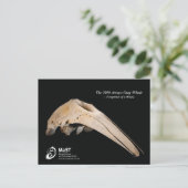 Carte Postale La baleine gris Arroyo 2010 - Empreintes d'une bal (Debout devant)