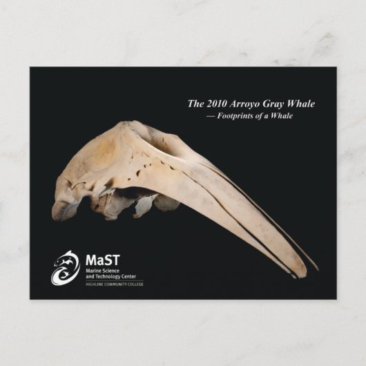 Carte Postale La baleine gris Arroyo 2010 - Empreintes d'une bal (Devant)